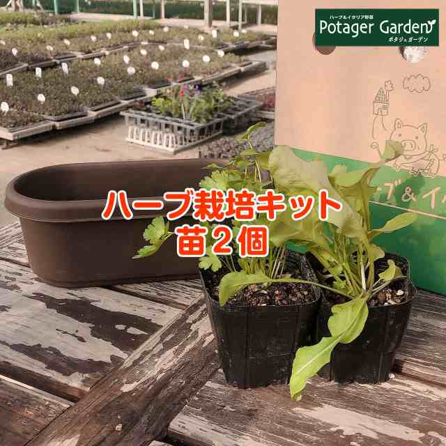 ハーブ 栽培キット 苗 セット プラ製プランター かわいい 寄せ植え ハーブティー ハーブガーデン 観葉植物 送料無料 バジル ローズマリの通販はau Pay マーケット ハーブ苗のポタジェガーデン