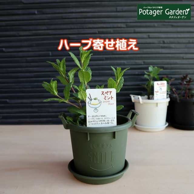 ハーブ スペアミント 苗 植え替え不要（苗 セット プラ製プランター かわいい 寄せ植え ハーブティー ハーブガーデン 観葉植物 送料無料  の通販はau PAY マーケット - ハーブ苗のポタジェガーデン | au PAY マーケット－通販サイト