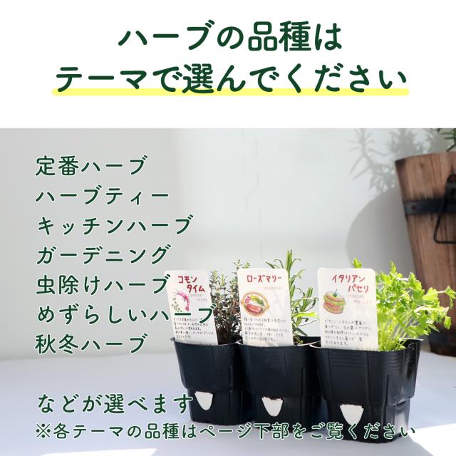 ハーブ 栽培キット 寄せ鉢 ブリキ製プランター Donna 苗 セット かわいい 寄せ植え ハーブティー ハーブガーデン 観葉植物 送料無料 バの通販はau Pay マーケット ハーブ苗のポタジェガーデン ハーブ 栽培キット 寄せ鉢 ブリキ製プランター Donna 苗 セット かわいい 寄せ植え ハーブティー ハーブガーデン 観葉植物 送料無料 バの通販はau Pay マーケット ハーブ苗のポタジェガーデン