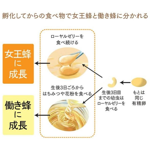 山田養蜂場 純国産 ローヤルゼリー原乳 30g入 ローヤルゼリー ロイヤルゼリー ギフト プレゼント 健康食品 人気 50代 60代 70代 80代 健康 送料無料 母の日_2