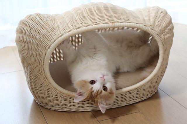 ペット用ハウス ラタンキティハウス ナチュラル 猫用 推奨体重〜7kgまで 58×37×35cm_1