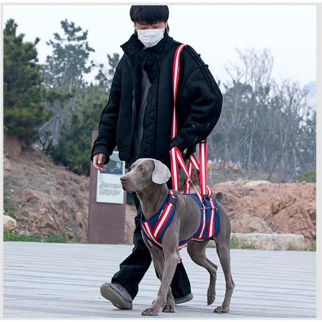 犬 猫 ハーネス リード セット ペット 用品 散歩 脚 障害 介護