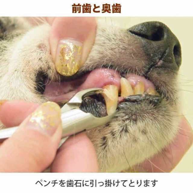 当日発送 愛犬・愛猫用 歯石取り ペンチ 犬 歯石 デンタルケア ホームケア 猫 プロも愛用の通販はau PAY マーケット -  いくちゃんのときめきストア | au PAY マーケット－通販サイト