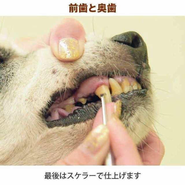 当日発送 愛犬・愛猫用 歯石取り ペンチ 犬 歯石 デンタルケア ホーム