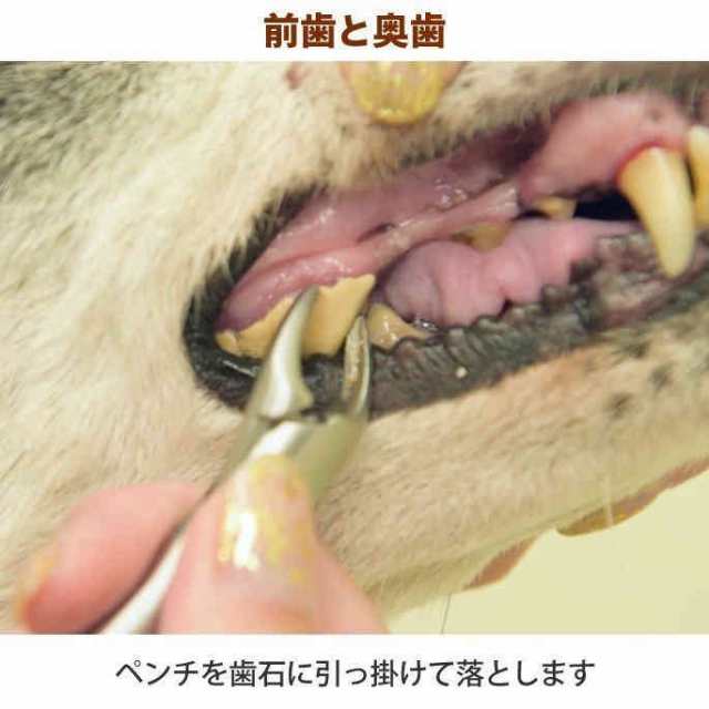 当日発送 愛犬・愛猫用 歯石取り ペンチ 犬 歯石 デンタルケア ホーム