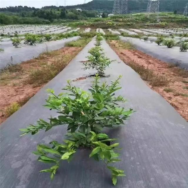 防草シート 高密度・抗菌剤入り 1.2m×150m (高耐久6-8 防草シート 高密度・抗菌剤入り 1.2m×150m (高耐久6-8