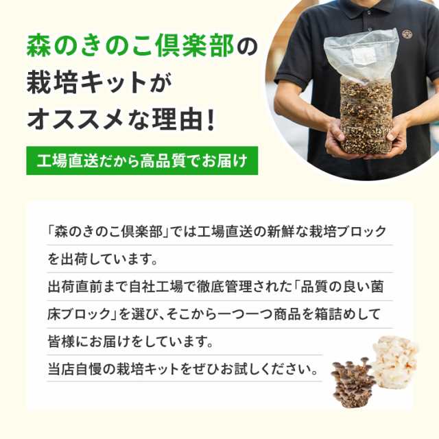 ひらたけ栽培キット もりのひらたけ農園 | ヒラタケ 家庭菜園 自由研究 観察 野菜 室内 きのこ栽培 キノコ栽培 栽培キット 栽培セット 菌床  ヒラタケ栽培 国産の通販はau PAY マーケット - 森のきのこ倶楽部 | au PAY マーケット－通販サイト