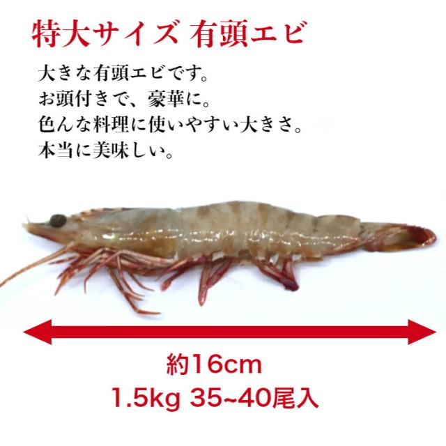 オマケ付き 天然有頭エビ オーストタイガー 1 5kg 約40尾 送料無料 えび 海老 冷凍エビ 頭付き エビ エビフライ おせちエビ 天然海老の通販はau Pay マーケット 西京漬け 海産物 いしもと