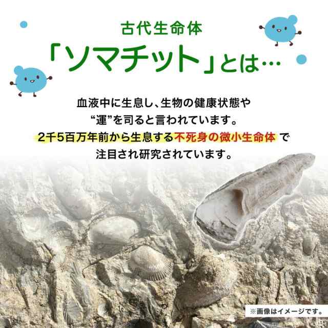 天然貝化石のカルシウム みすぼらしく (旧 太古のカルシウムPLUS