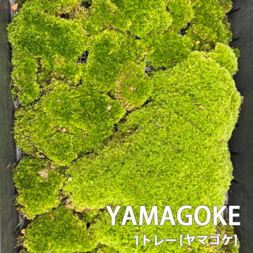 ヤマゴケ 山苔 1トレー トレーサイズ300mm 450mm コケリウム 盆栽 植え替え 化粧 テラリウム 苔玉 庭 メンテナンス 石s直送の通販はau Pay マーケット おしゃれ農作業着専門店エフィルス
