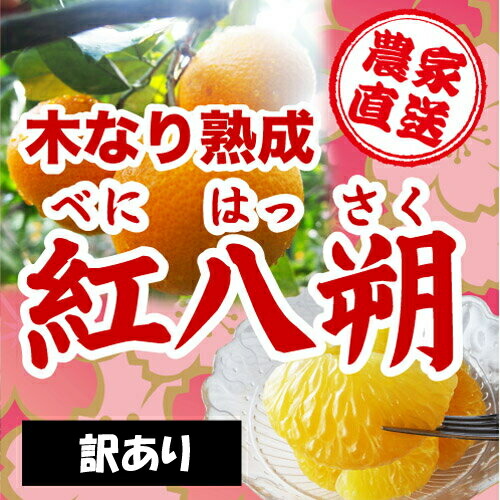 ★和歌山県由良町農家直送！★※訳あり※木成り紅八朔（べにはっさく）　１０ｋｇ　３Lサイズ　キズ、その他　わかやま産 【送料無料】の通販は