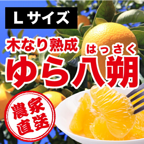 ★和歌山県由良町農家直送！★　木成りゆら八朔（はっさく）秀品　10ｋｇ　Ｌサイズ　わかやま産 【送料無料】の通販は 5,180円