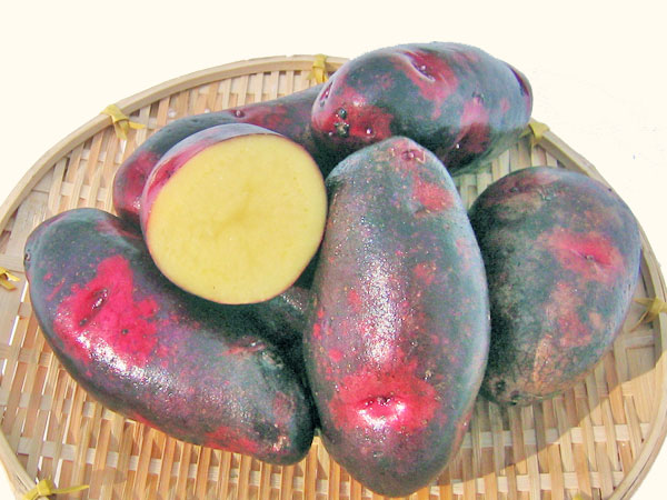 デストロイヤー（Ｍ〜Ｌサイズ混）10Kg 北海道産 グランドペチカ 出荷時期 10〜4月 生産元直送の通販は