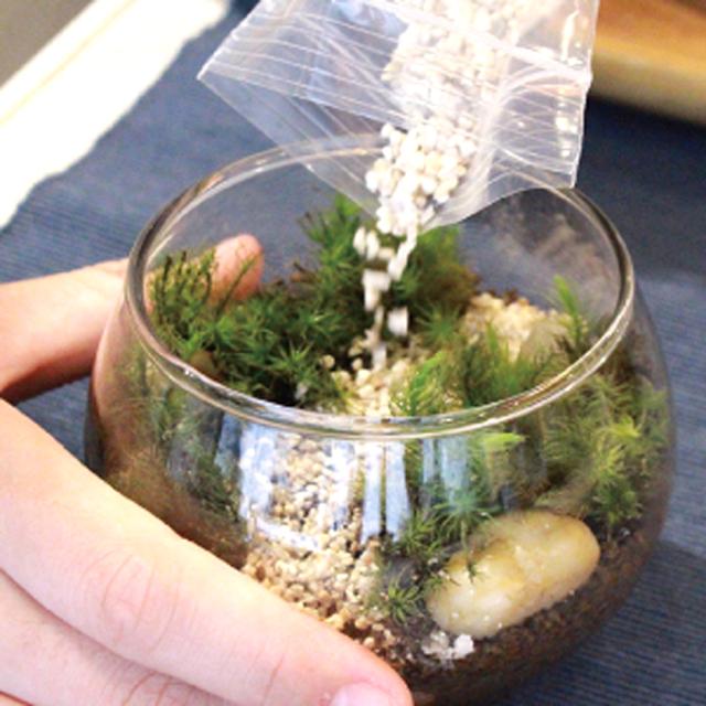 盆栽こけ石付き❗ 盆栽こけ石付き❗ 石付盆栽 | Gardencompany