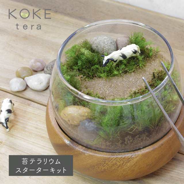 苔テラリウム 手作り キット (牛)【 大人 趣味 ギフト 箱庭 手作りキット プレゼント インテリア 雑貨 ヒノキゴケ タマゴケ 観葉植物 園芸  】の通販はau PAY マーケット - GRACE HOME au PAY マーケット店 | au PAY マーケット－通販サイト