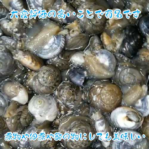 業務用  千葉県 九十九里産 ナガラミ 5kg 貝 生ながらみ