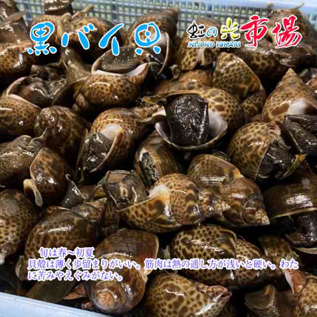 活 黒バイ貝 約５kg 殻付き 砂抜き 殻付き 煮付け 酒蒸し 炊き込みの通販はau PAY マーケット - 虹の光 au PAY マーケット店 |  au PAY マーケット－通販サイト