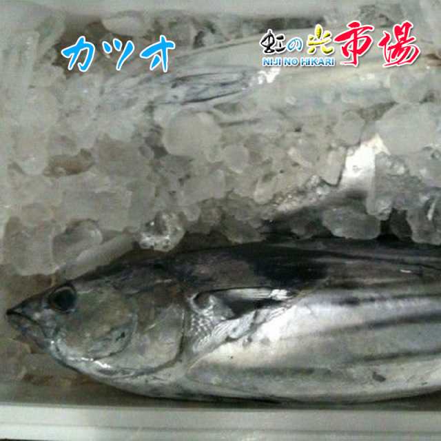 カツオ 1尾（約2.5~3kg）千葉県産 かつお 鰹