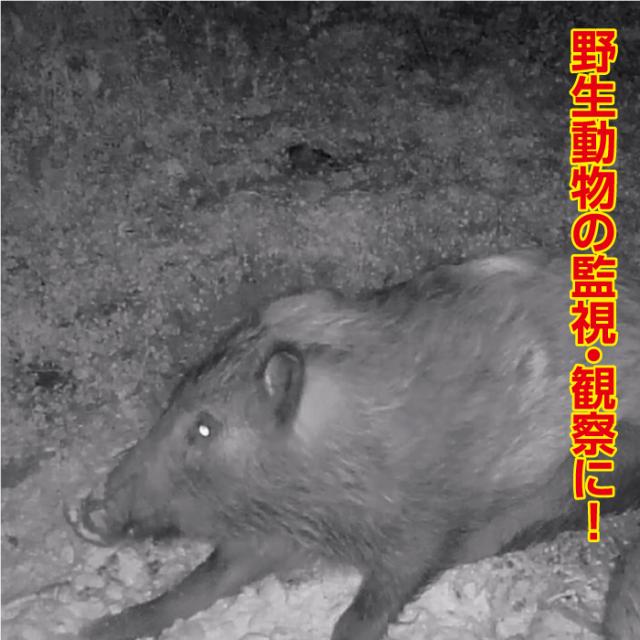 防犯カメラ 赤外線カメラ 無人撮影 4K フルハイビジョン サイトロン 人体検知センサー 5000万画素 手の平サイズ コンパクト STR-MiNi800 2.0インチ液晶画面 動画 静止画 空き巣 泥棒 害獣 庭 ベランダ 駐車場 倉庫 畑 畜舎 迷彩柄_5