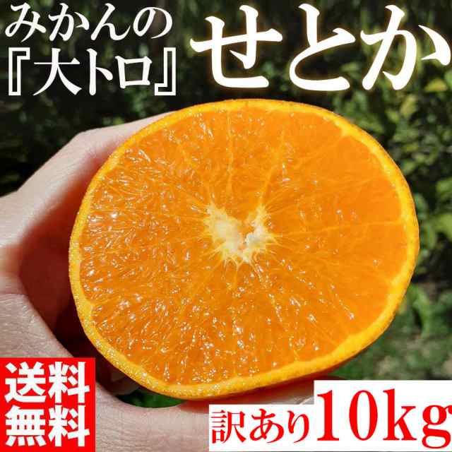 ＜予約販売3月上旬頃から順次発送＞ せとか みかんの大トロ 10kg 訳あり 和歌山県産 産直 オレンジ フルーツ 果物