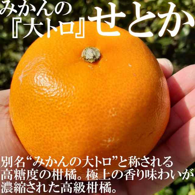 せとか みかんの大トロ 2kg 訳あり 和歌山県産 産直 オレンジ フルーツ