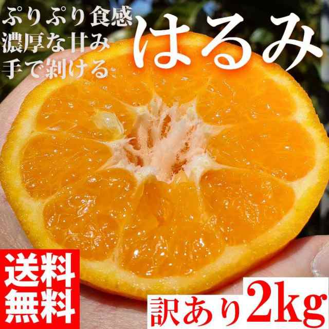 PAY　訳あり　和歌山県産　2kg　はるみ　大特価　果物の通販はau　産直　PAY　オレンジ　au　ブランド　2024年3月上旬発送予約販売】　鈴鳴農園　マーケット　みかん　フルーツ　マーケット－通販サイト