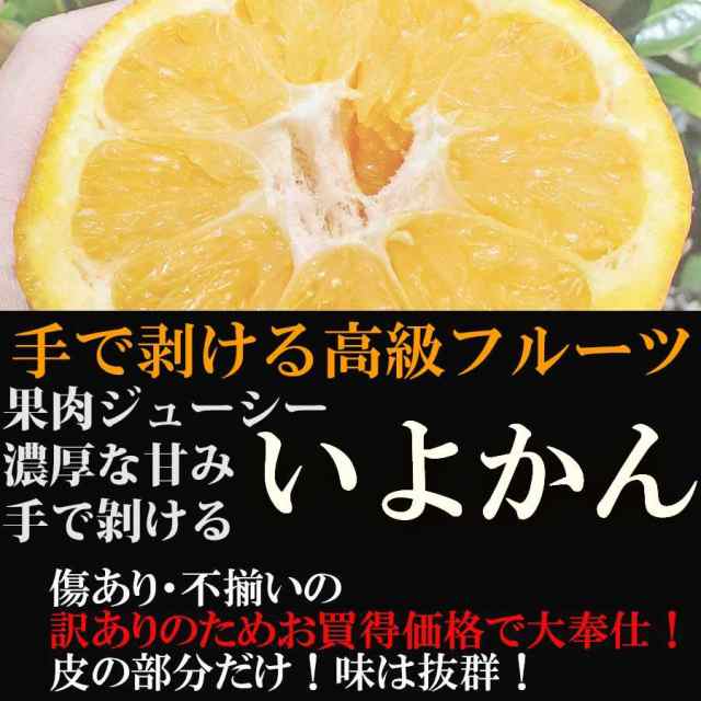 伊予柑の通販はau　訳あり　鈴鳴農園　和歌山県産　PAY　大特価　オレンジ　PAY　マーケット　2024年2月下旬発送予約販売】　産直　au　フルーツ　果物　みかん　ブランド　7kg　いよかん　マーケット－通販サイト