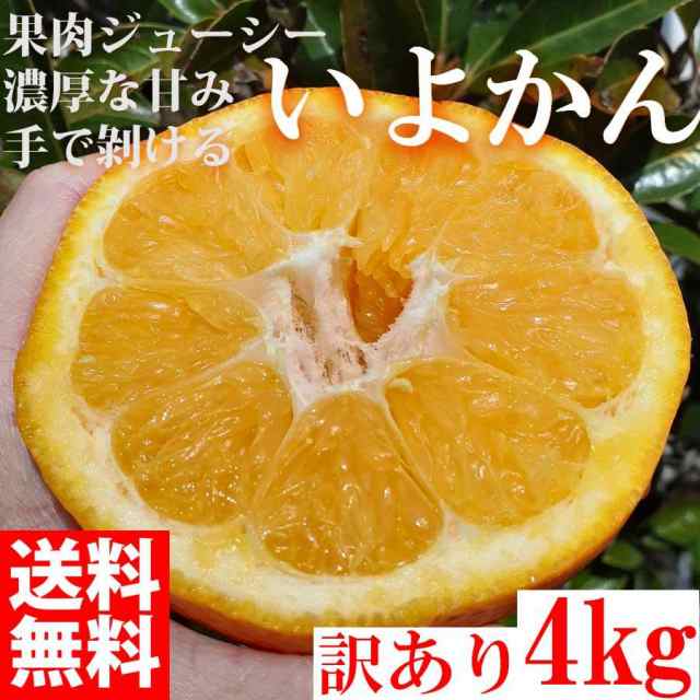 みかん いよかん 7kg 訳あり 大特価 ブランド 和歌山県産 産直