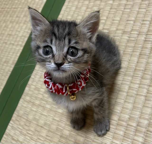 子猫～成猫用 シュシュ お正月 猫 鈴 首輪 セーフティ ゴムタイプ フェレットにも からくさ 猫用首輪 和柄 【猫雑貨招福】の通販はau PAY  マーケット - 猫雑貨 招福