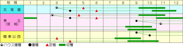 たね 渡辺採種場 ネギ 早太り一本 20mlの通販はau PAY マーケット たね 渡辺採種場 ネギ 早太り一本 20mlの通販はau PAY マーケット