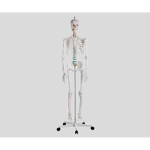 ナビス（アズワン） 骨格モデル 178cm (1個)(2960) 目安在庫=△