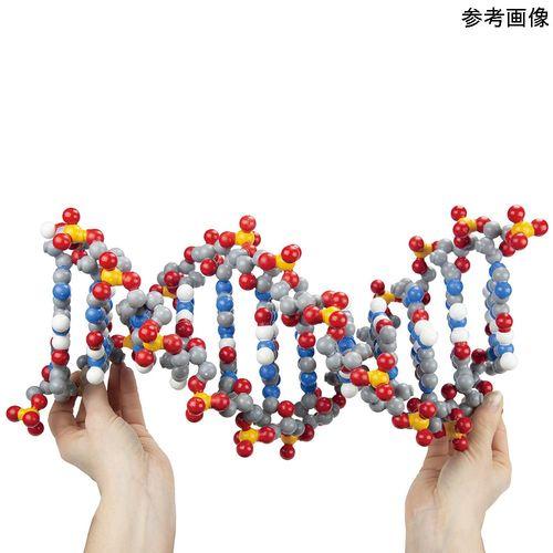 3D Molecular DNA分子モデル (1セット)(4-6472-01) 取り寄せ商品