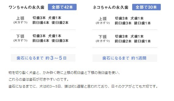 2個セット トーラス ボーダン 犬猫用オーラルケア 歯磨きウォーター