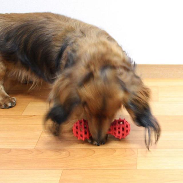 【セット販売】 ドギーマン(Doggy Man) カムガムアミーバーダンベル M (×12セット) ドギーマンハヤシ_3