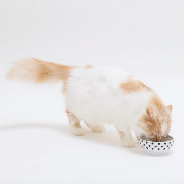 【セット販売】 ハッピーダイニング 猫用 脚なしフードボウル 水玉 (×10セット) 猫壱_5