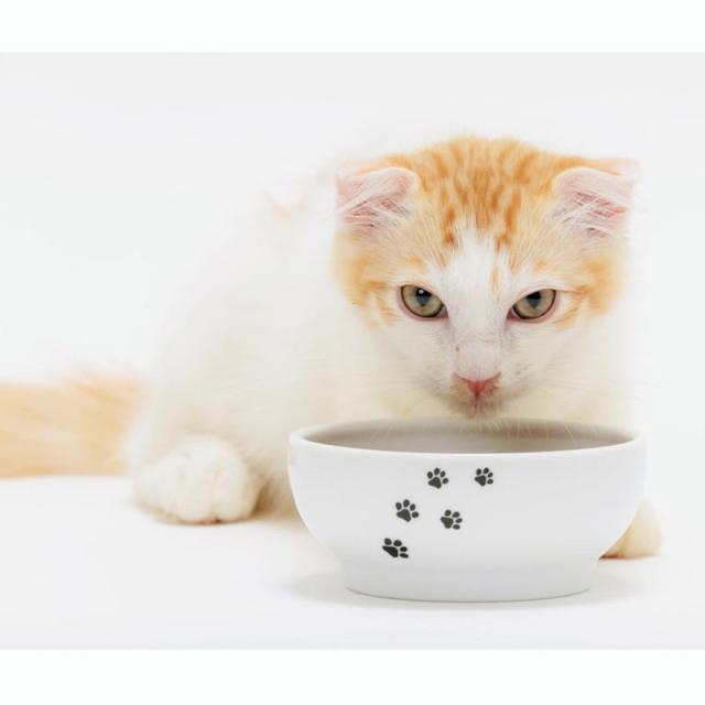 【セット販売】 ハッピーダイニング 猫用 脚なしフードボウル 猫柄 (×10セット) 猫壱_6