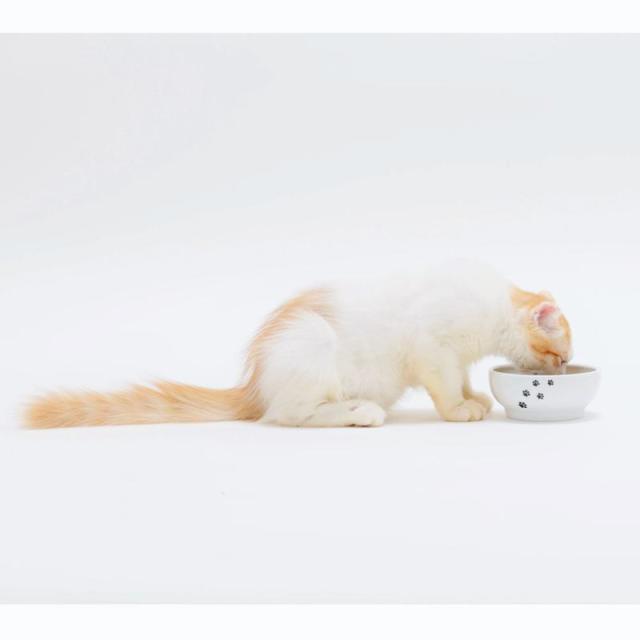 【セット販売】 ハッピーダイニング 猫用 脚なしフードボウル 猫柄 (×10セット) 猫壱_7
