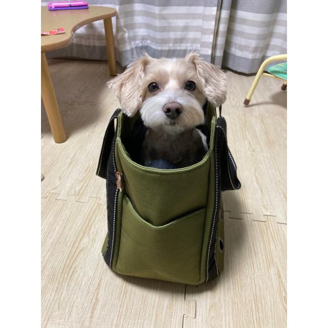 ケース販売】 ペットプロジャパン HappyDays ペット用