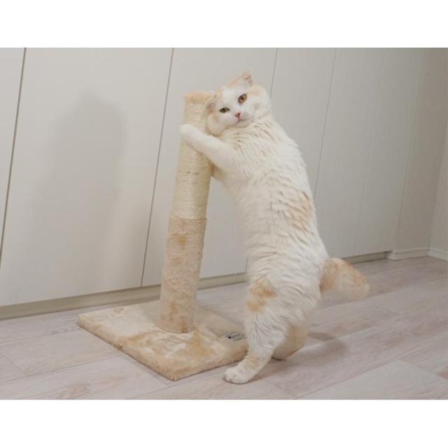 【ケース販売】 ペットプロジャパン ねこがくれ ねこちゃん大好き爪とぎ キャットタワー ポール (×6セット)_6