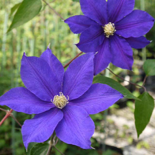 ジョンポール２　２年生　クレマチス ジョンポール2 2年生 クレマチス 【公式通販】