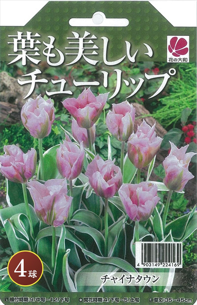 予約販売 花の大和 球根 葉も美しいチューリップ チャイナタウン4球セット hyk 10月中旬以降発送 種・苗