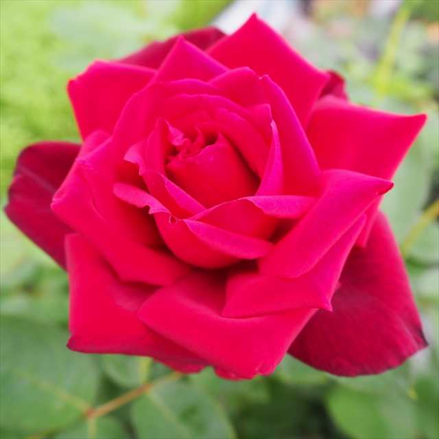 最大64％オフ！ 予約販売 バラ苗 バラ大苗 つるブラックティ 大輪 つるバラ 薔薇 ばら 赤 troe 12月上旬以降発送 通販 