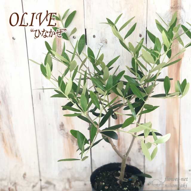 オリーブ ひなかぜ 10.5cmポット 観葉植物 オリーブの木 苗 シンボル