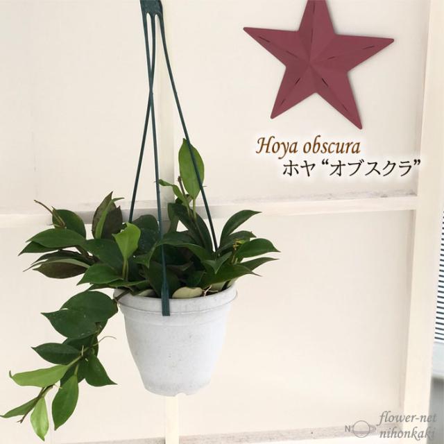 観葉植物 ホヤ オブスクラ 4号 吊り鉢 吊り下げ ハンギング サクララン 観葉植物 室内 贈り物 プレゼント インテリア おしゃれ