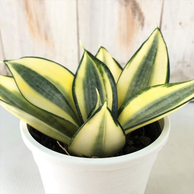 観葉植物 サンスベリア ゴールデン ハニー 3.5号鉢 サンセベリア 観葉植物 小型 小さい 室内 贈り物 プレゼント インテリア おしゃれ