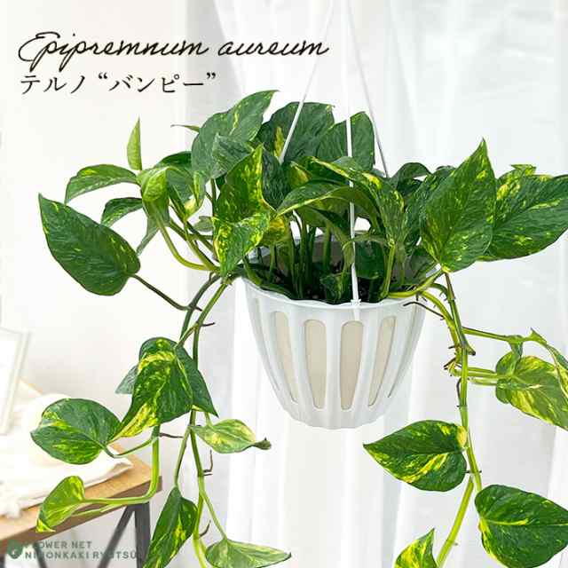 花芽付き！ミラクルフルーツ 苗 苗木 花芽 A
