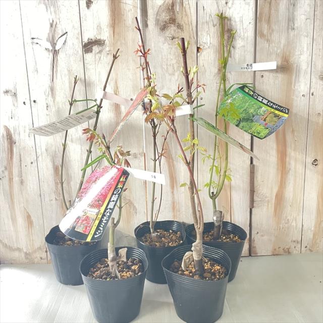 もみじ 2本セット 6号鉢 夕暮 & 秋華 接木苗 もみじ 2本セット 6号鉢 夕暮 & 秋華 接木苗 - メルカリ