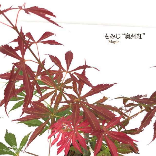 予約販売 もみじ 奥州紅 12cmポット 紅葉 モミジ 花木 庭木 苗木 take 11月下旬以降発送｜au PAY マーケット