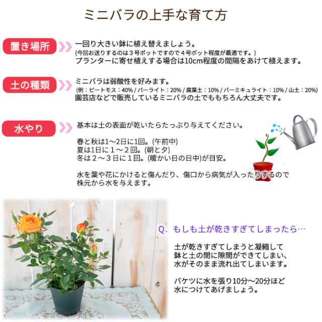 予約販売 ミニバラ ペパーミントコルダーナ 3号ポット バラ 薔薇 バラ