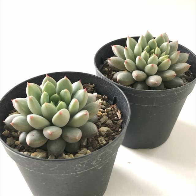 ❤販売最安❤ 多肉植物 skエケベリア ショコラ エケベリア 7.5cmポット